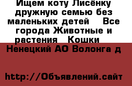 Ищем коту Лисёнку дружную семью без маленьких детей  - Все города Животные и растения » Кошки   . Ненецкий АО,Волонга д.